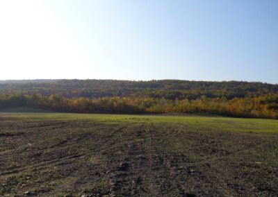 Landscape view of large flat field with areas of sprouting grass, with flock of wild turkeys in middle. Background is forested in autumnal colors