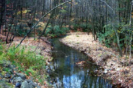 Small creek meanders through wooded area. Low banks are covered with fallen leaves.