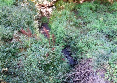 Very small stream channel in center; parts of it and all surrounding land covered with weeds