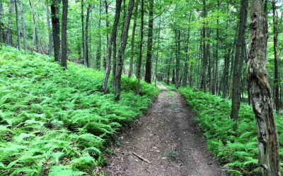 DCNR Awards EC Grant for OHV Feasibility Study