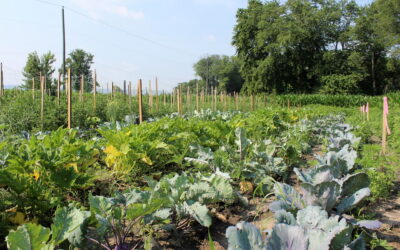 EC Receives Two Grants for Community Garden Improvements