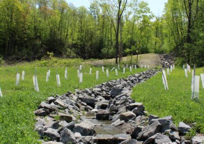Constructed stream running down a grassy hillside with white tubes protecting newly planted saplings along bank.