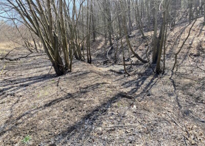 Stream depression with no water flowing in lightly forested area.