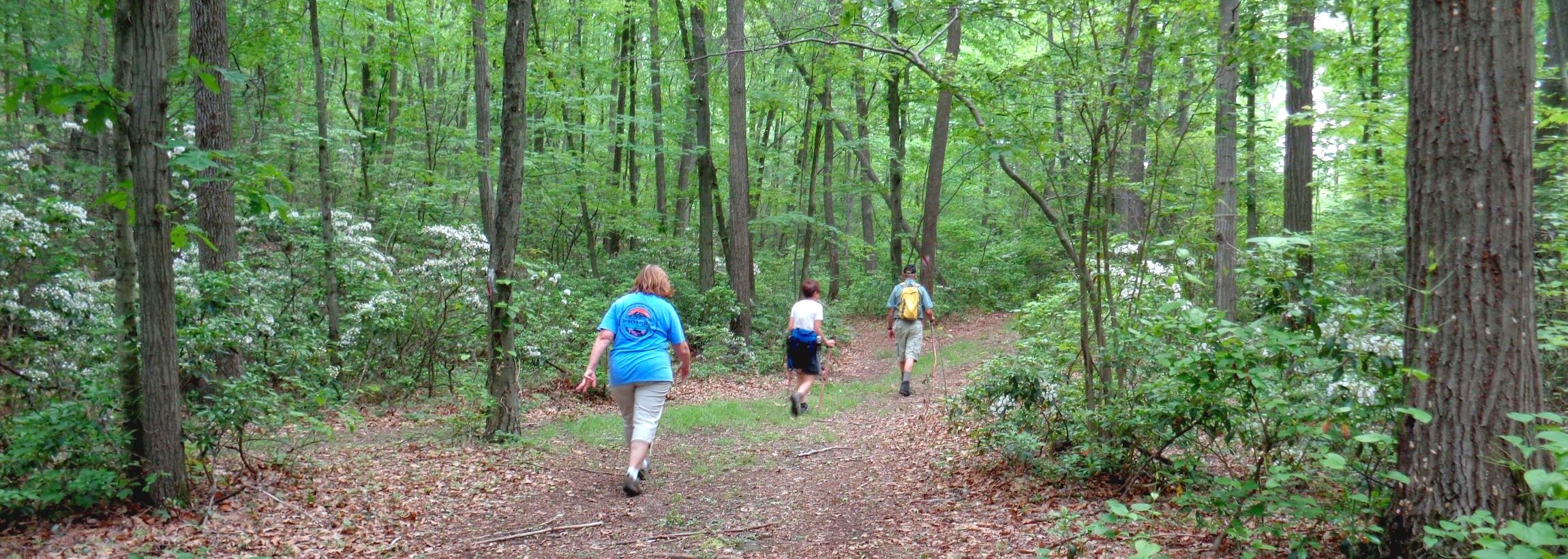 Leaf-covered trail with birch and other trees along both sides.