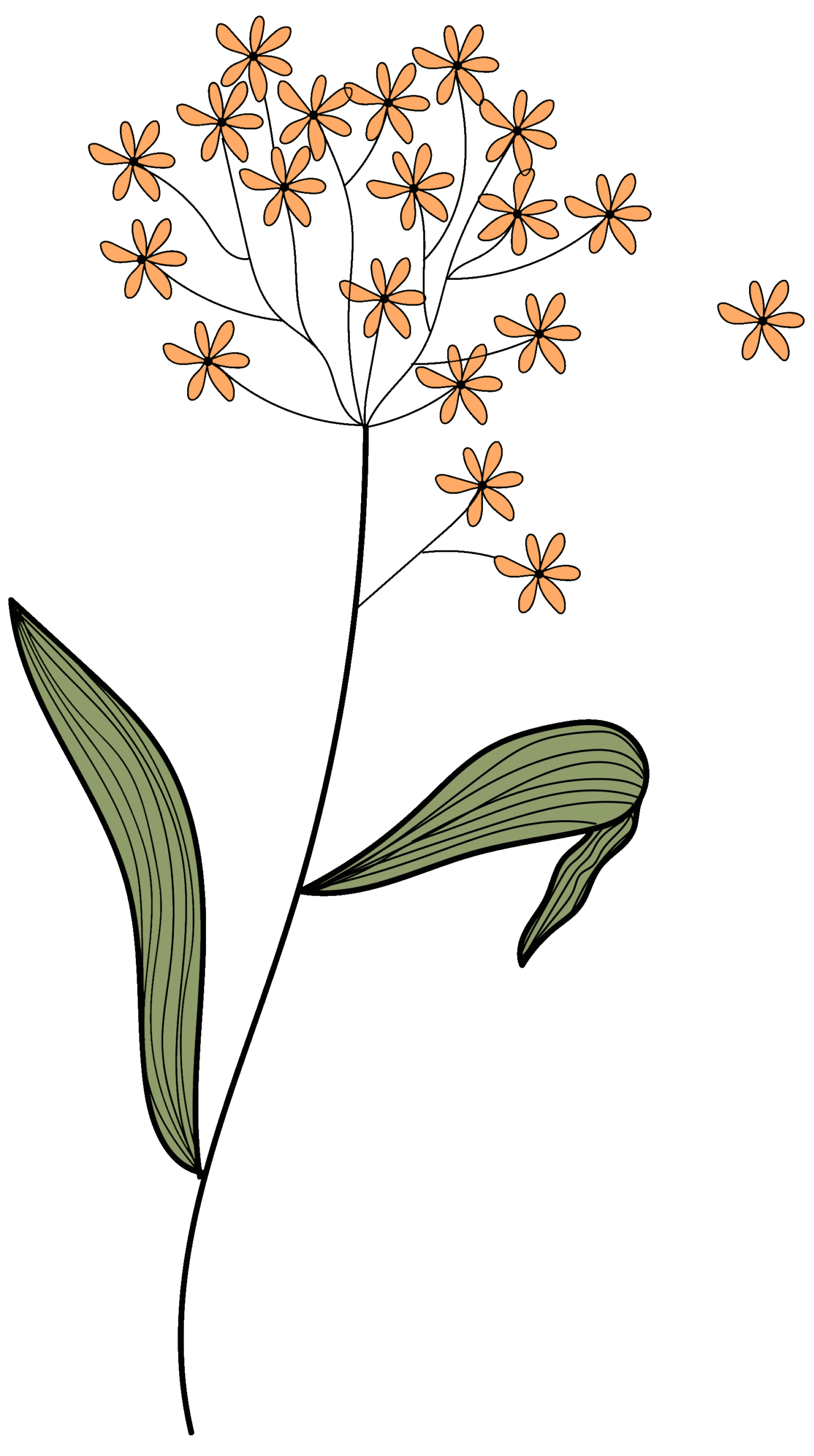 Milkweed Sketch