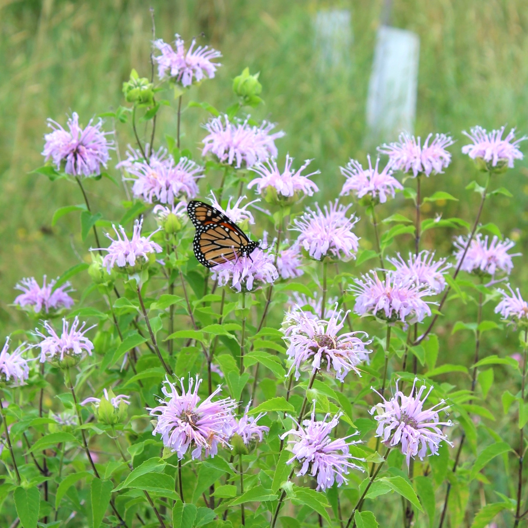 art-contest-bee-balm