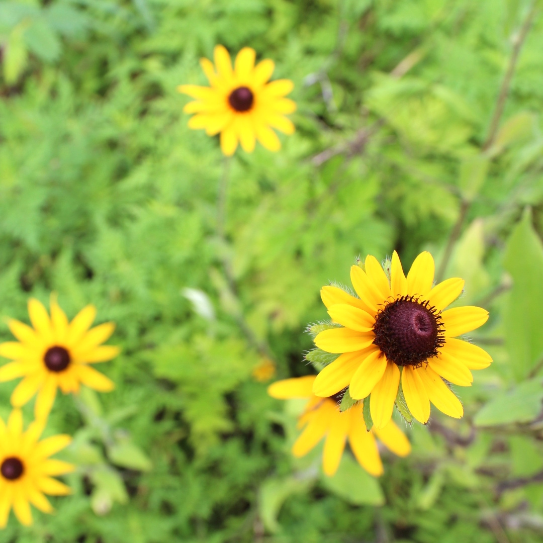 art-contest-black-eyed-susan