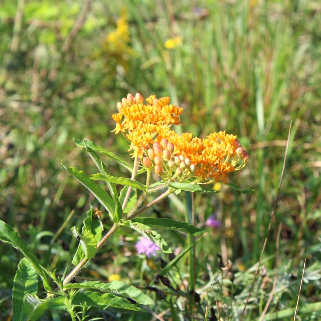 art-contest-butterfly-milkweed