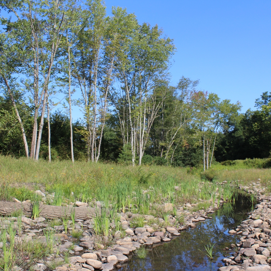 art-contest-nanticoke-creek
