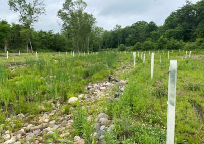 A small streambed covered in cobbled rock surrounded by grasses, clover, and cattails. Dozens of young trees protected by white plastic tubes have been planted across the site. Dense green forest is visible in the background under a cloudy sky.