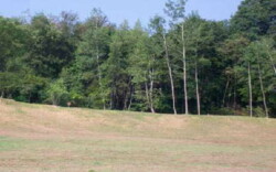 Landscape view of a newly-seeded slope with patches of grass appearing. Back edge is lined by deciduous trees.