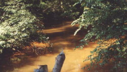 Larger orange stream with leafy branches overhanging water. A dead tree stump juts out from bottom of image.