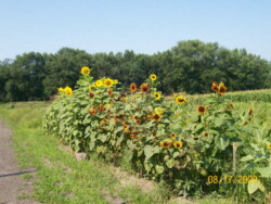 Patch of yellow and orange sunflowers at far edge of cornfield