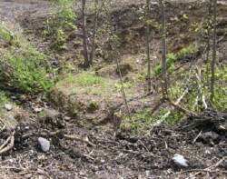 Landscape view of mainly dirt area with high sides (pit); A few small trees and shrubs are growing, but mainly the area is covered with pieces of dead trees, roots, etc.