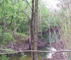 Pond of mucky water surrounded by trees, dead trees, and overgrown shrubs.