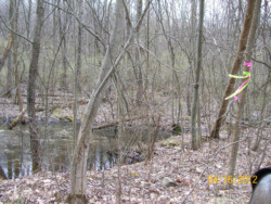 Wooded area in early spring (no leaves on trees); a pit filled with water is located at center and to the left outside the camera's view