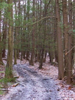 Trail with dusting of snow winds through forest of evergreens
