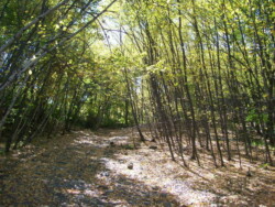 Wide trail of small stones, covered by fallen leaves, going through thicket of young, thin trees with leaves.