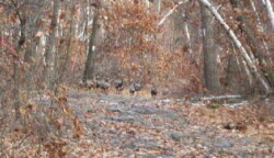 Small flock of wild turkeys walk on rock-covered trail path in fall.