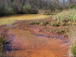 Pond area. Front of pond, water is clear, although floor and plants are covered with an orange coating. Back of pond is significantly cloudy with an orange tint. Trees line background.