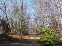 Wide trail with patches of sun leading uphill through thicket of leafless birch trees. Sky is blue.