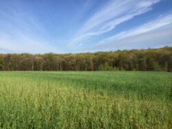 Flat field of tall, green grass with deciduous treeline at back edge. Sky is bright blue with diagonal stripes of clouds running from front to back.