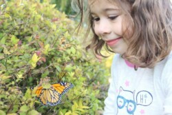 Tight image of young girl (right) looking at monarch butterfly on bush (left).