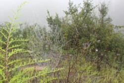 NEWS & EVENTS Misty outdoor landscape of field with a variety of shrubs. A spiderweb covered in dew is at center-left.